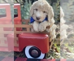 Small Photo #4 Labradoodle Puppy For Sale in LAKE PARK, GA, USA