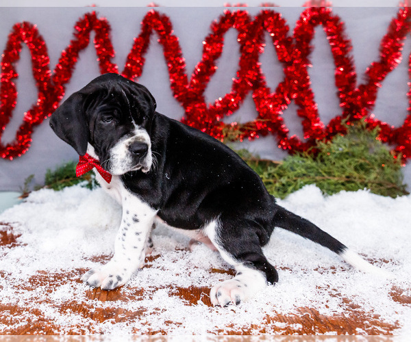 Medium Photo #15 Great Dane Puppy For Sale in WAKARUSA, IN, USA