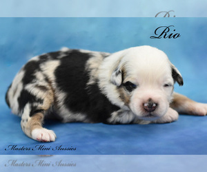 Australian Shepherd Puppy for sale in EASTON, MO, USA
