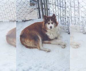 Mother of the Siberian Husky puppies born on 03/04/2024