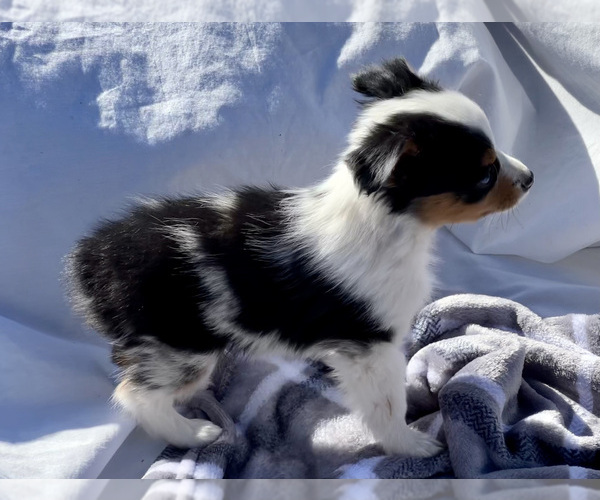 Medium Photo #5 Miniature Australian Shepherd Puppy For Sale in BEATTY, OR, USA