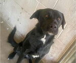 Small Labrador Retriever
