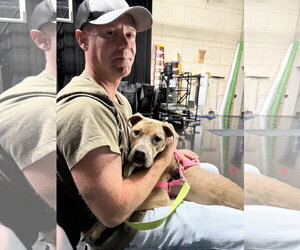 Tip - Female American Bulldog-Unknown Mix Dog for Adoption - Photo #13