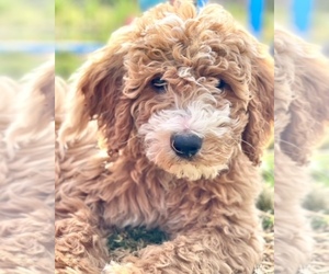 Goldendoodle-Poodle (Standard) Mix Puppy for sale in QUEEN CREEK, AZ, USA