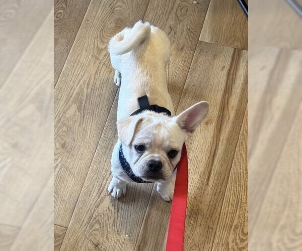 Medium Photo #3 Frenchie Pug Puppy For Sale in St. Louis Park, MN, USA