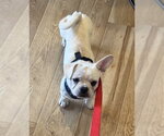 Small #2 Frenchie Pug