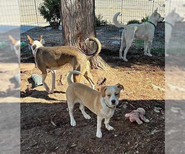 Medium Photo #2 Boxerhuahua Puppy For Sale in Lakewood, CO, USA