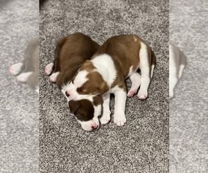 American Pit Bull Terrier-Unknown Mix Puppy for sale in CHARLOTTE, NC, USA