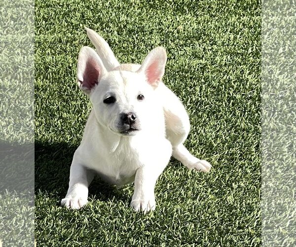 Medium Photo #9 Huskies -Unknown Mix Puppy For Sale in La Verne, CA, USA