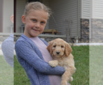 Puppy 1 Goldendoodle