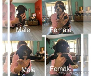 --American Pit Bull Terrier Mix Puppy for sale in BREMEN, IN, USA