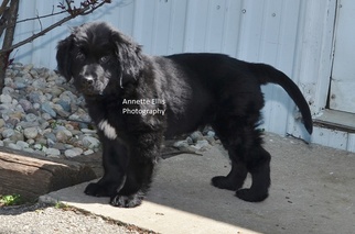 Newfoundland Puppy for sale in MILLERSBURG, IN, USA