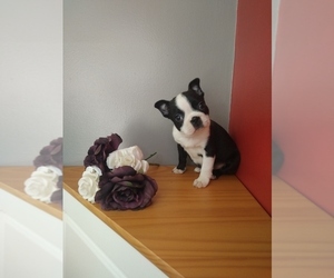 Boston Terrier Puppy for sale in INDIANAPOLIS, IN, USA
