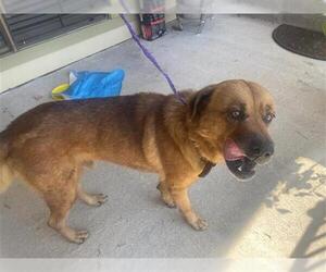 Golden Retriever Dogs for adoption in Houston, TX, USA