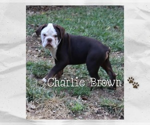 Medium Olde English Bulldogge