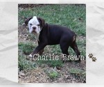 Puppy Charlie Brown Olde English Bulldogge