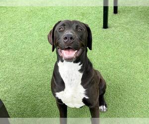 Boxador Dogs for adoption in Orange, CA, USA