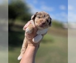 Small #6 Aussiedoodle