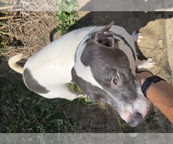 Medium Photo #4 American Pit Bull Terrier-Labrador Retriever Mix Puppy For Sale in Jackson, MS, USA