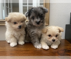 Pomeranian-Poodle (Toy) Mix Puppy for sale in VANCOUVER, WA, USA