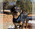 Small Photo #14 Rottweiler-Unknown Mix Puppy For Sale in Kanab, UT, USA