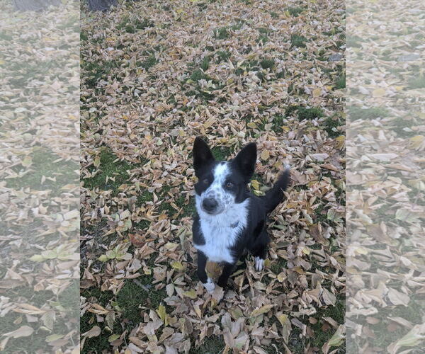 Medium Photo #1 Border Collie-Unknown Mix Puppy For Sale in Sandy, UT, USA