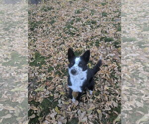 Border Collie-Unknown Mix Dogs for adoption in Sandy, UT, USA