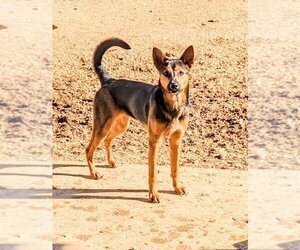 Australian Kelpie-Unknown Mix Dogs for adoption in Pena Blanca, NM, USA