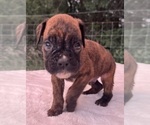 Small #4 Boxer
