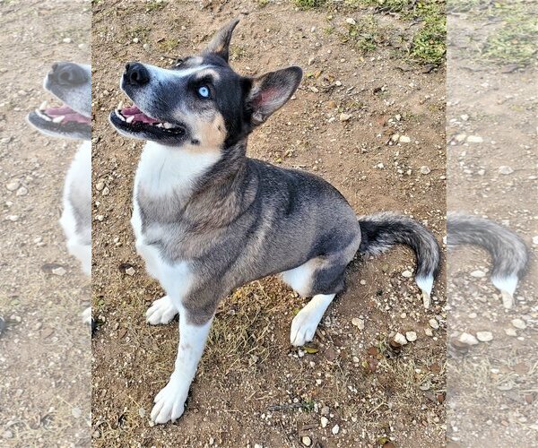 Medium Photo #3 Siberian Husky-Unknown Mix Puppy For Sale in Denton, TX, USA
