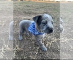Small #3 Australian Cattle Dog