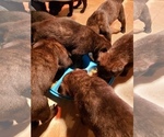 Small Photo #4 Belgian Malinois-Dutch Shepherd Dog Mix Puppy For Sale in COSHOCTON, OH, USA