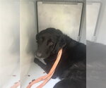 CHARLETTE - Female Labrador Retriever Dog for Adoption - Small photo