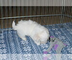 Small Photo #4 Zuchon Puppy For Sale in ORO VALLEY, AZ, USA
