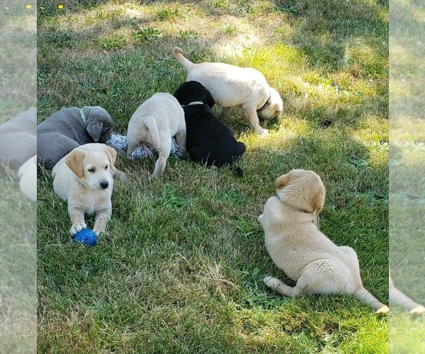 Medium Photo #10 Labrador Retriever Puppy For Sale in OLYMPIA, WA, USA