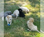 Small #9 Labrador Retriever