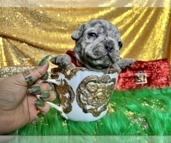 Medium Photo #49 French Bulldog Puppy For Sale in HAYWARD, CA, USA