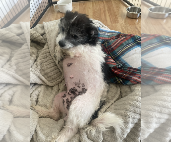 Medium Photo #4 Mutt Puppy For Sale in Candler, NC, USA