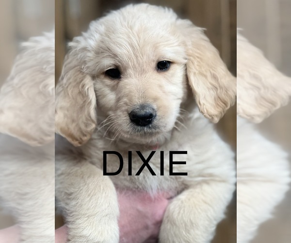 Medium Photo #1 Goldendoodle Puppy For Sale in MORGANTOWN, IN, USA