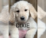 Image preview for Ad Listing. Nickname: Dixie