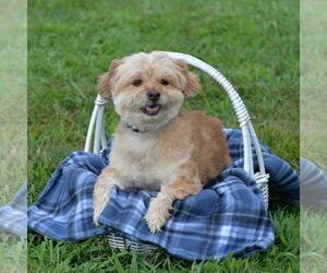 Norfolk Terrier-Unknown Mix Dogs for adoption in Gretna, NE, USA