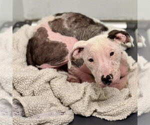 American Bulldog-Unknown Mix Dogs for adoption in Tavares, FL, USA