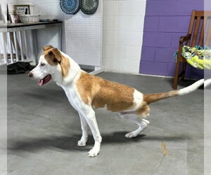 **CLOVER** - Male Boxador Dog for Adoption - Photo #4