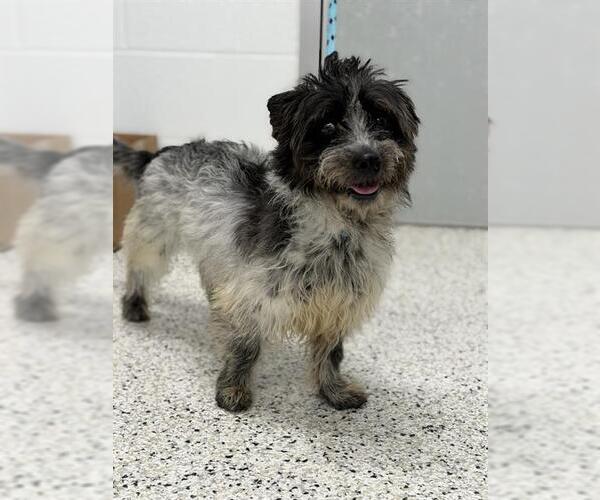Medium Photo #1 Care-Tzu Puppy For Sale in Canfield, OH, USA
