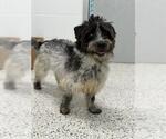 Small Care-Tzu