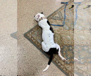 Buddy 2 - Male Mutt Dog for Adoption - Photo #16