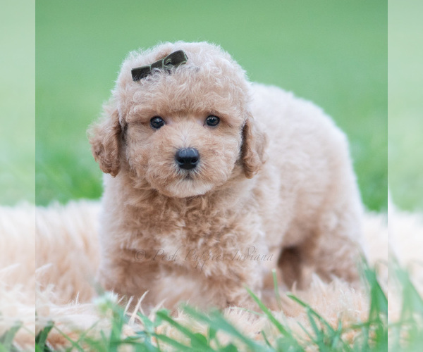 Medium Photo #2 Maltipoo (Miniature) Puppy For Sale in WARSAW, IN, USA