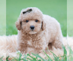 Small Photo #53 Maltipoo (Miniature) Puppy For Sale in WARSAW, IN, USA
