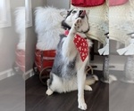 Layla - Female Siberian Husky Puppy for Sale - Photo #4