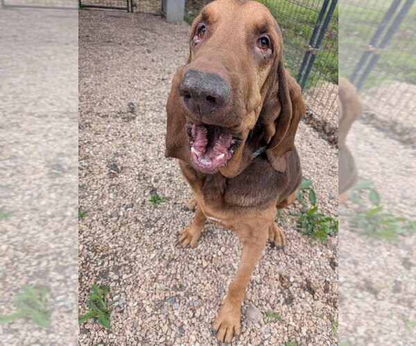 Medium Photo #4 Bloodhound Puppy For Sale in Vail, AZ, USA